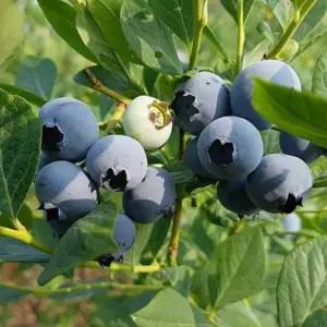 그루담다 블루베리나무 메도우락 묘목 4년생 결실주