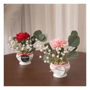 드라이카네이션화분Aset 15cm 2컬러 조화 꽃 어버이날 감사 선물