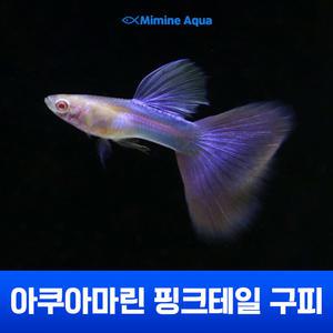 아쿠아마린 핑크테일 구피 한쌍