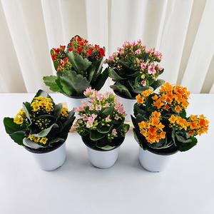 꽃집아가씨 카랑코에 5개 세트상품 봄꽃 공기정화식물