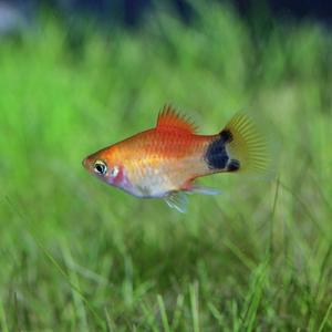 티아쿠아 열대어 미키마우스 플래티 4마리 관상어