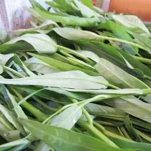 공심채 500g 1kg morningglory 공심채 소포장 경남진주 베트남채소 더월드팜