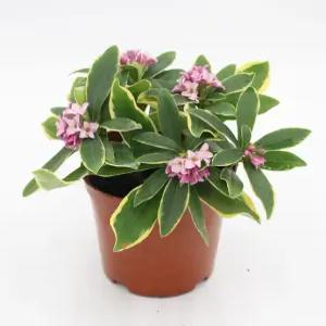 천리향나무 소품 향이좋은천리향 천연방향제나무 실내공기정화식물