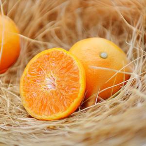 제주 서귀포 효돈 하우스 감귤 2.5kg (소과)