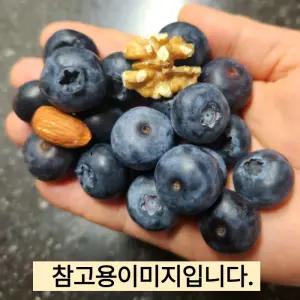 챈들러 블루베리나무 2년생 포트 묘목 북부하이부시 만생대과종 정원과일나무 노지월동 (목하원예조경)