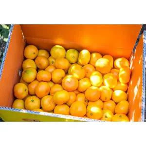 [제주땡큐베리팜영농조합법인]제주 노지 조생 감귤 소과(소과-2S) 10kg