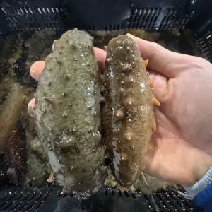 자연산 활 해삼 500g(2~6미 내외)
