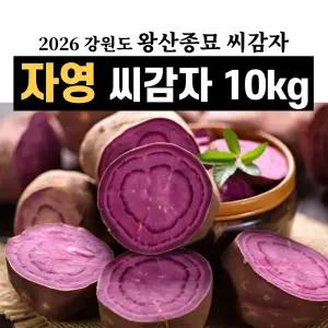 강원도 왕산종묘 자영 보라색 씨감자 10kg