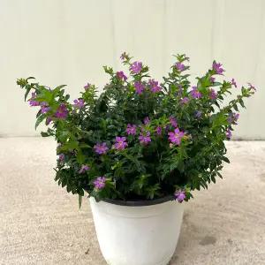 마이플랜트 후페야 중형 2개 꽃모종 야생화 사계절 꽃피는 식물 다년초 실내화초