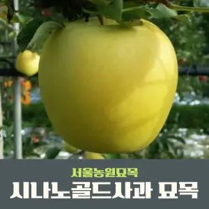 서울농원묘목/황금사과 나무 시나노골드 3년생 분묘 유실수 과실수