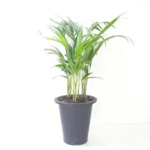 아레카야자 아레카야자(중) 실내공기정화식물 공기청정식물