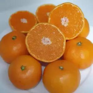 담은농가 제주 고당도 산지직송 레드향 대과 5kg (가정용)