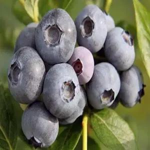 블루베리나무(스파르탄)_삽목3년(포트묘)유실수/정원수/묘목/K0009