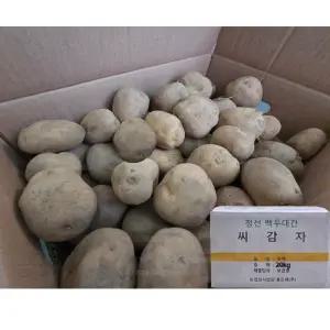 강원도 정선 씨감자 두백 20kg 보급종 감자씨