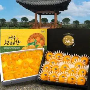 제주 천혜향 3kg 5kg 가정용 설 선물 세트 설날 명절