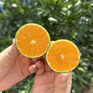 [당도보장] 제주 서귀포 꿀당도 노지감귤 10kg 산지직송 극조생 타이백 유라조생 그린향