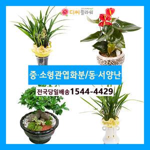 관엽화분/동양난/서양난 꽃배달서비스 꽃집