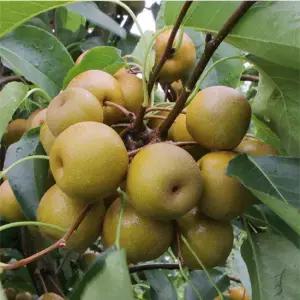 광양 백운산 참 산돌배 10kg(무선별)