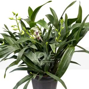 긴기아난(흰색꽃) 난초 꽃 향기 서양란 덴드로비움 석곡 난 키우기 화분