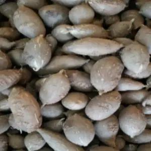 인디언감자 아피오스모종(종자용 종근)1kg wj058