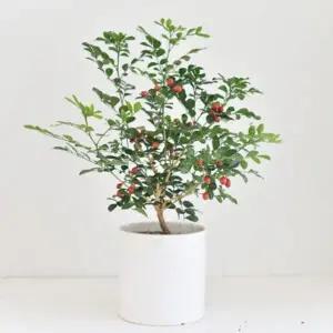 디어먼트 오렌지 자스민 인테리어 공기정화 식물 화분