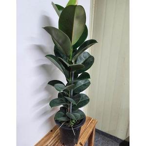 베하몰 실내 화초 인도 고무나무 (외목대) 약65cm