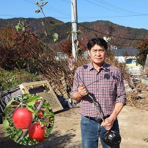 사과나무 묘목 결실주 3-5년생 중묘 감홍 미야비부사 홍로 시나노골드 루비에스 기둥사과