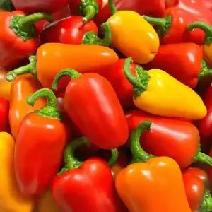 지지팜 미니 파프리카 2kg 삼색혼합