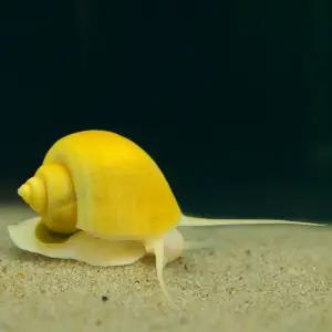 애플스네일 1마리