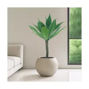 아가베 VIP대형 달항아리 공기정화식물 인테리어식물 승진화분 영전화분