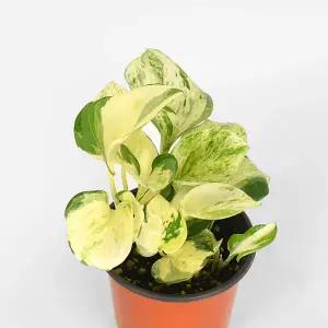 마이플랜트 오레우스 스킨답서스 소형 1개 만줄라 관엽식물 실내공기정화 인테리어 반려식물