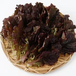 싱싱한 적상추 쌈채소 야채 당일수확 500g 국내산