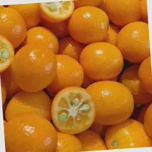 금귤 낑깡 과일 달콤새콤 비타민 간식용 홈카페 티타임 디저트용