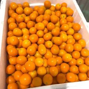 제주 금귤 낑깡 2kg(대) 달콤한 정과용 고당도 미니 귤