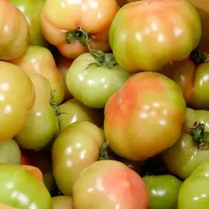 다원농장 못난이 찰 토마토 5kg(무선별/가정용)