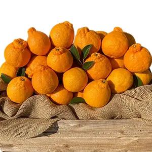 노지 한라봉 5KG 혼합과 / 오늘수확