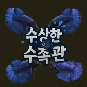 [수상한수족관] [하프문베타 ]솔리드색상 블루 하프문 암컷 베타 / 1마리 / 랜덤발송