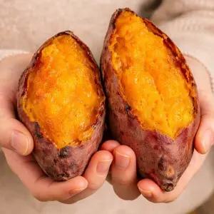 해남 해풍맞은 호풍미 햇 호박 고구마 10KG 특상