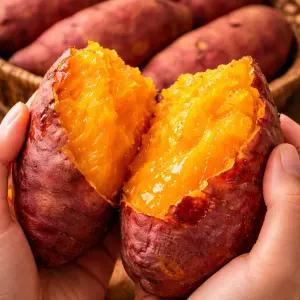 해남 달콤촉촉 햇 호박고구마 10KG 특상