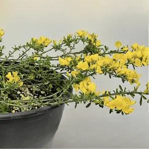 미니골담초 노랑 중품 꽃 나무 정원수 조경식물 관엽식물 울타리 C01