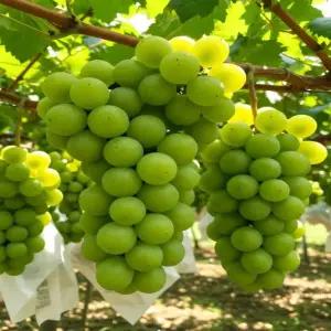 [당도보장] 샤인머스캣 2kg/4kg 영천 산지직송 햇살과 정성가득 당도높은 껍질째먹는 포도 망고포도 청포도