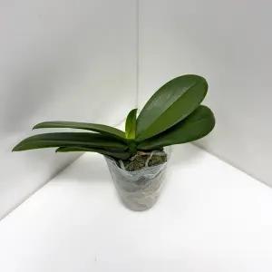 호접란 백조 난 키우기 서양난 모종