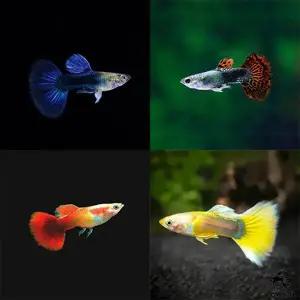 열대어 알록달록 구피 10마리 관상어