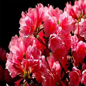 철쭉묘목 철쭉나무 영산홍 자산홍 백철 서감 산철쭉 묘목  30~40cm 5주(1묶음)