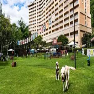 [강원] 소노펫 비발디파크(강원호텔/홍천호텔/홍천소노펫 비발디파크)