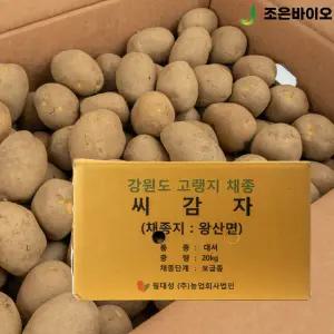 강원도 왕산면 채종 씨감자 두백 20kg 보급종 감자씨