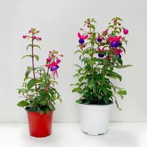 후쿠시아 소형 중형 꽃 모종 야생화 관엽식물