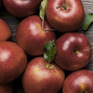 감홍사과 3kg 가정용  NS-034