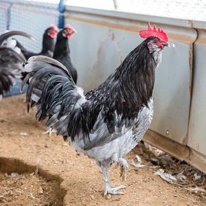 (부화용) 회색 청란계 유정란 10개