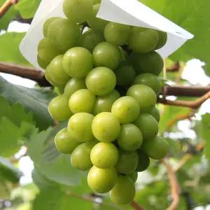 영동 샤인머스켓 가정용 2kg(2-4송이)